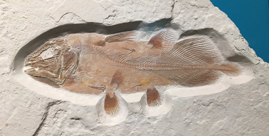 рыба, кости, легкие, окаменелости