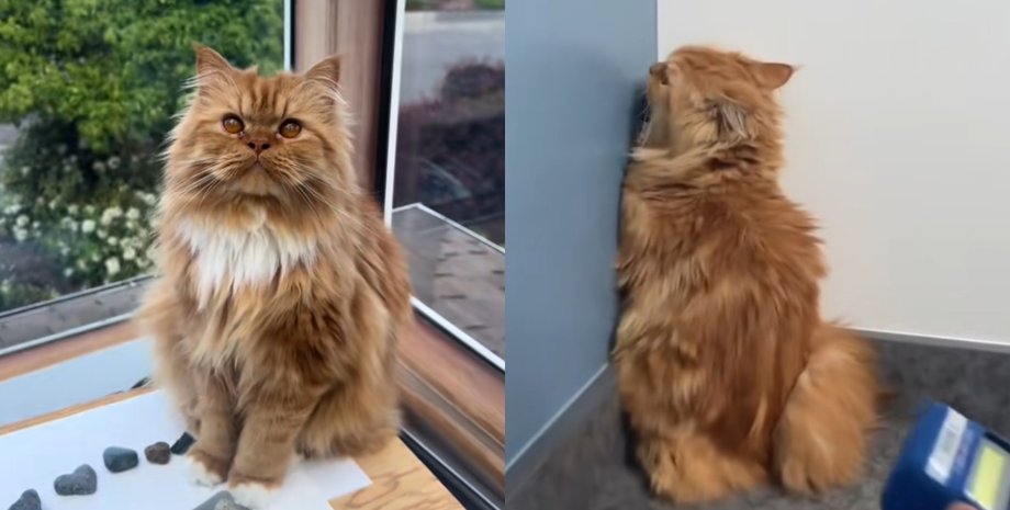 Кот по кличке Беллини пытается спрятаться от ветеринара во время осмотра