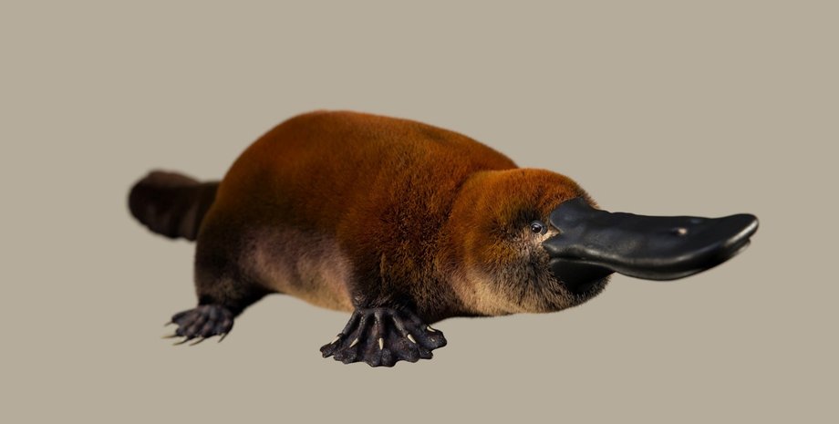 древний утконос, Patagorhynchus pascuali