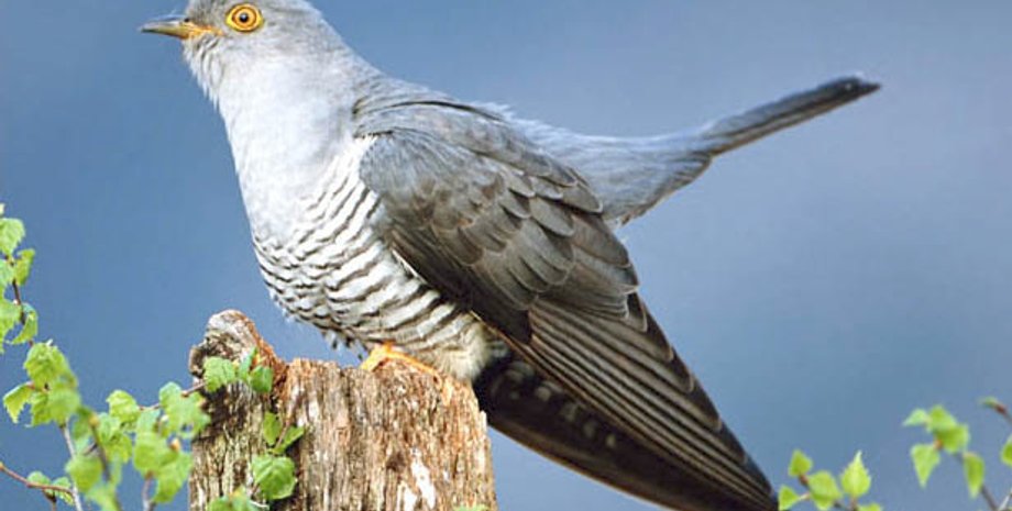 Фото: ptici.info