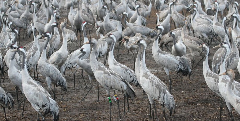 Аскания-Нова, заповедник, журавли, Красная книга, отравление,