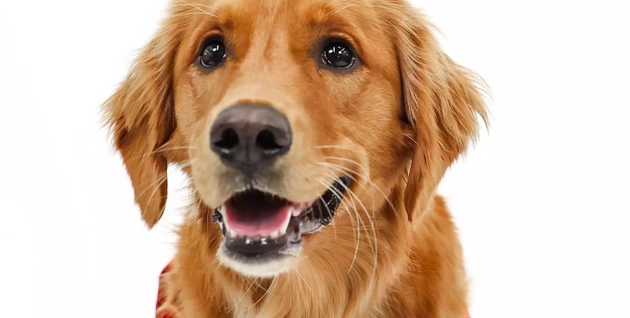 золотистый ретривер гены