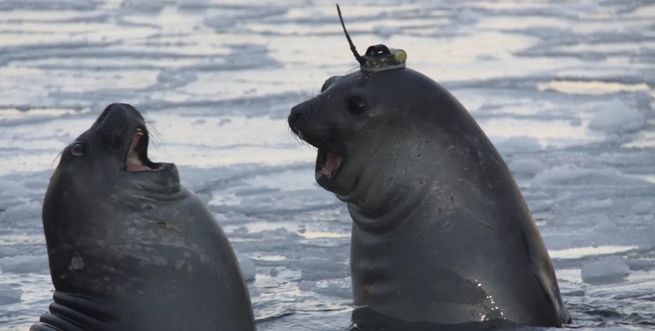 тюлень, тюлені дослідники