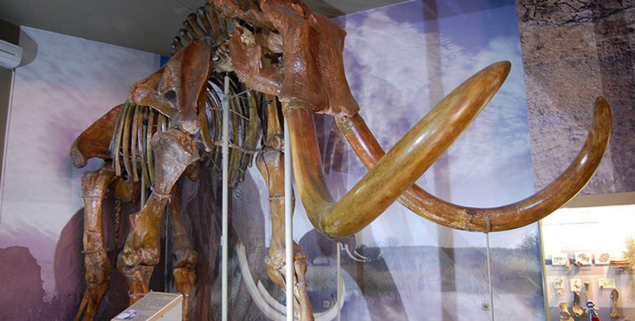 Азовский историко-археологический и палеонтологический музей-заповедник. Flicr/Anna Novikova