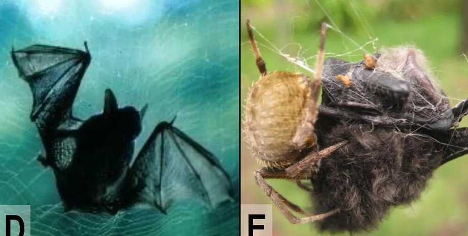 павуки полювання павуки полюють на кажанів