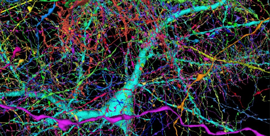 Google, технологии 3D, 3D-карта головного мозга, разработка Google