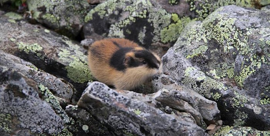 Норвежский лемминг генетически является самым молодым животным в мире