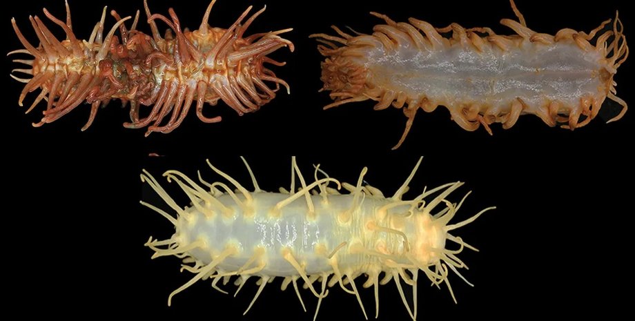 морські огірки, новий вид морських огірків