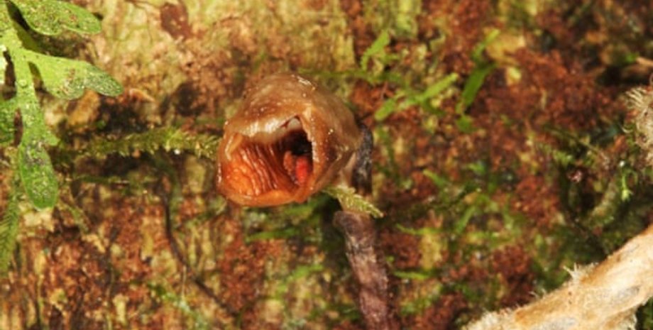 орхидея, новые виды, растения