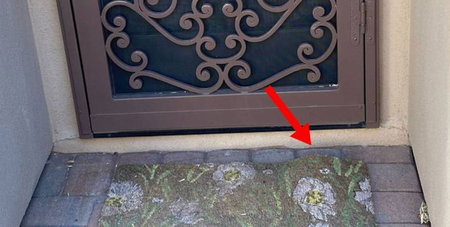 Змія під килимком, плазун в житловому будинку, курйози, США, відео, вилов небезпечних змій