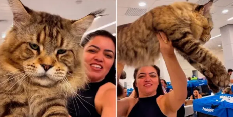 Найбільший у світі кіт, мейн-кун, тварини, домашні улюбленці, фото, Бразилія, Книга рекордів Гіннеса