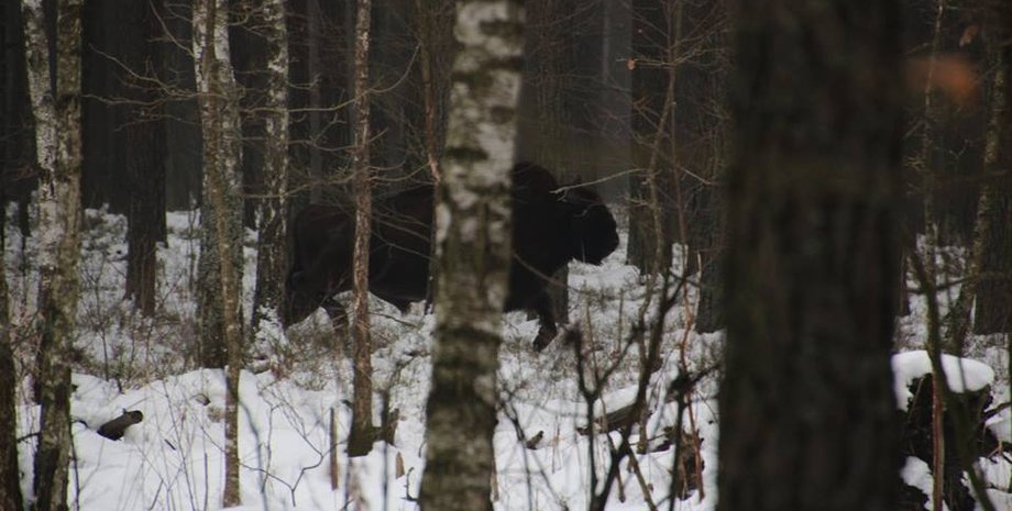 Фото: facebook.com/wwfukraine