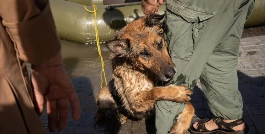 новини херсона. підрив каховської гес, багіра, волонтери, собака, порятунок