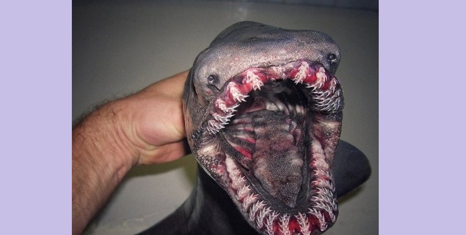 Пойманное животное / Фото: twitter.com/allfiveoceans