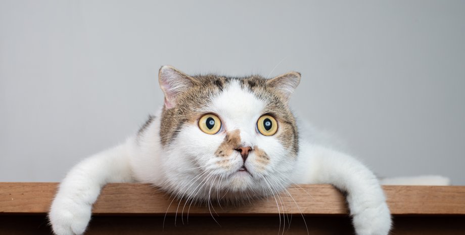 кішки, коти, ігри з котами, поведінка кішок