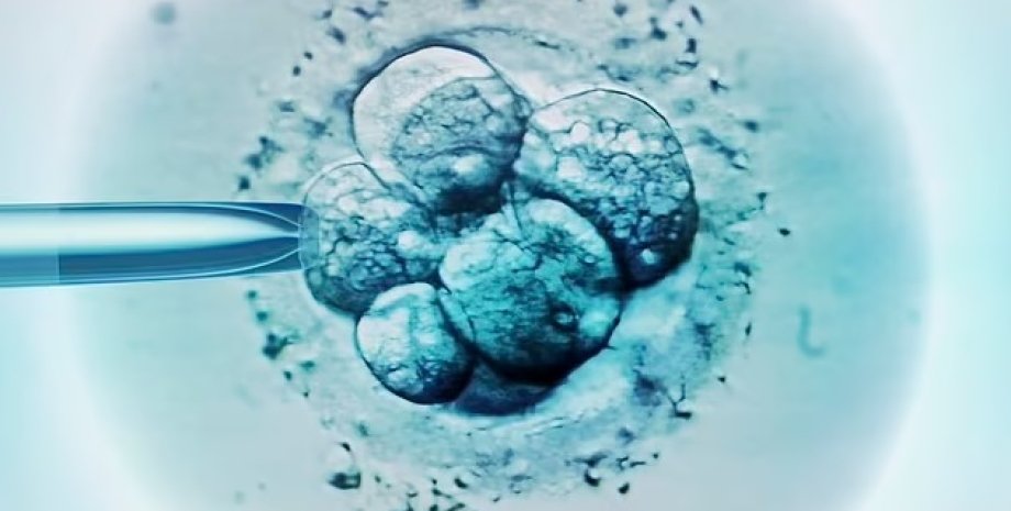 эмбрион, эко, клетки