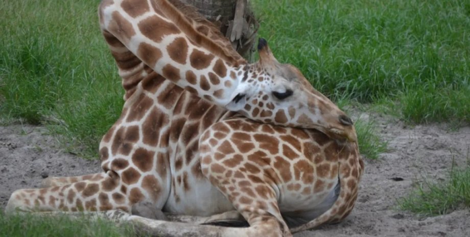 жираф, как спит жираф, поза жирафа