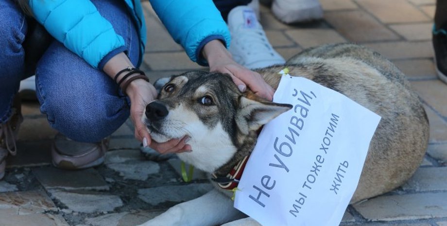 Акция за права животных / Фото: УНИАН