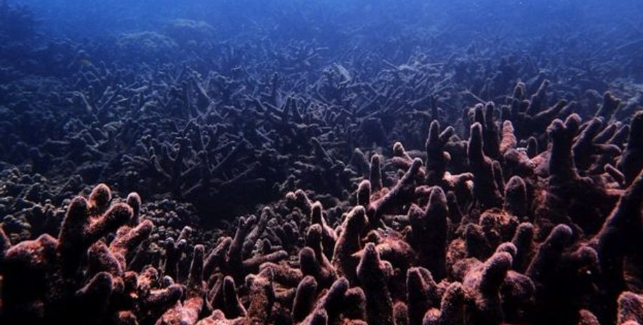 Фото: University of New South Wales