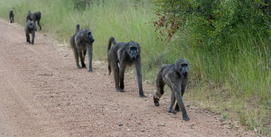 шеренга бабуинов