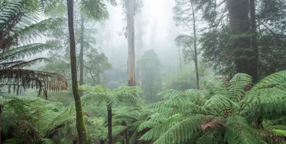 тропічний ліс