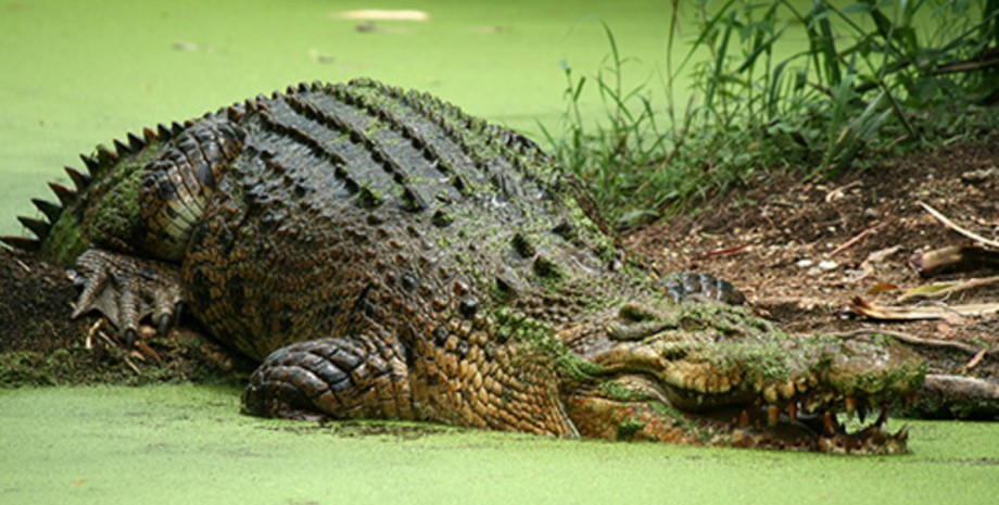Крокодил, острорылые крокодилы на АЭС, ядерные крокодилы, рептилии, электростанция, редкий вид, команда биологов