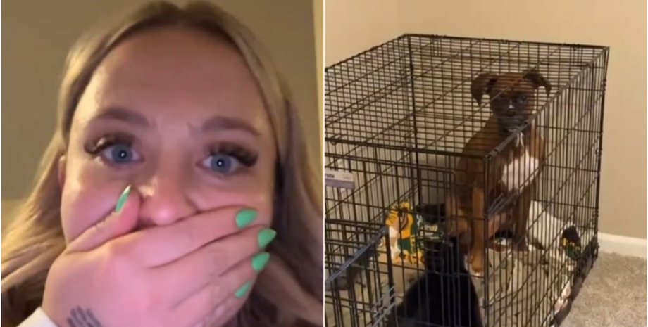 Кот и собака вместе в клетке