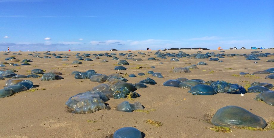 Нашестя медуз зупинило роботу найбільшої АЕС Франції: звідки взялися тварини0