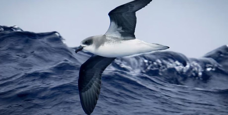 буревестник, ураган, буревестник море