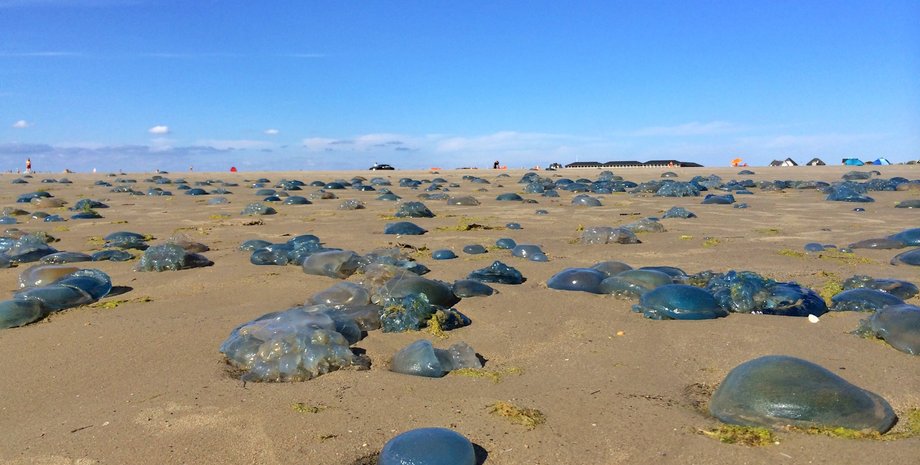 нашествие медуз на пляжах Франции
