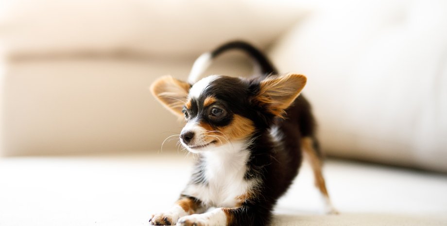 чихуахуа, собака, собаки опасные для детей