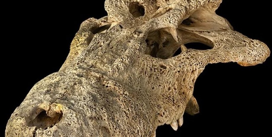 Череп древнего крокодила, рогатый крокодил