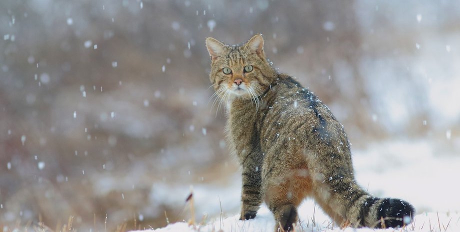 Национальный парк, дикий кот, лесной кот вышел к людям, Красная книга, редкие животные