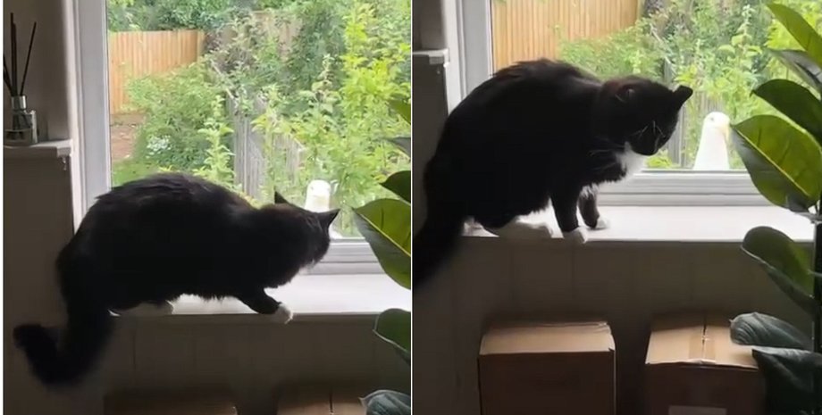 Велетенська чайка стукала у вікно: реакція домашнього кота змушує сміятися