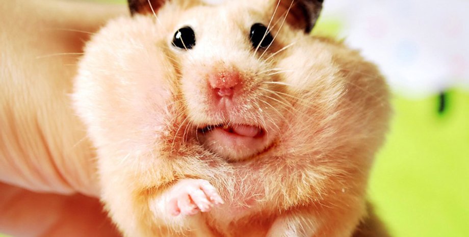 Фото: Энциклопедия животных