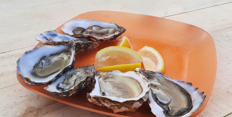устрицы
