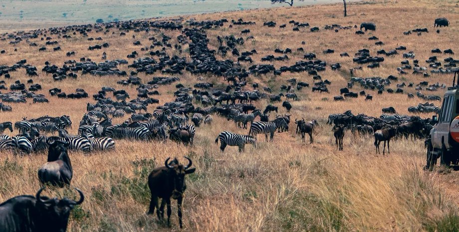 африка міграція