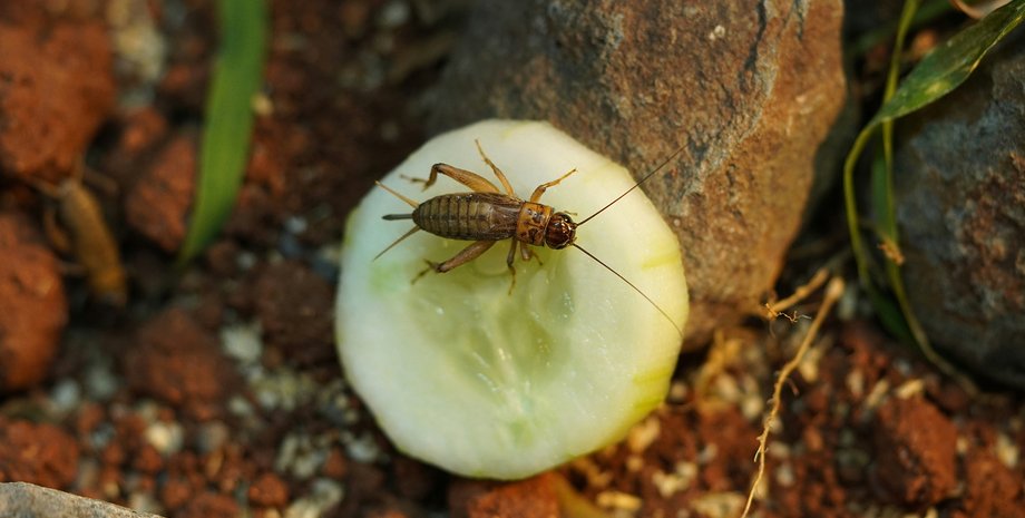 количество насекомых в мире