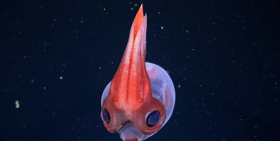 Фантом у «космосі»: у глибинах океану зафіксували «танець» гігантської примарної медузи (відео)