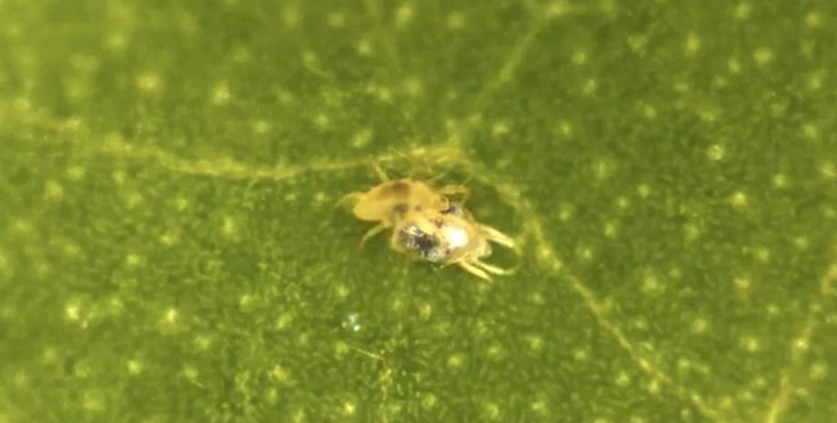 клещи, спаривание