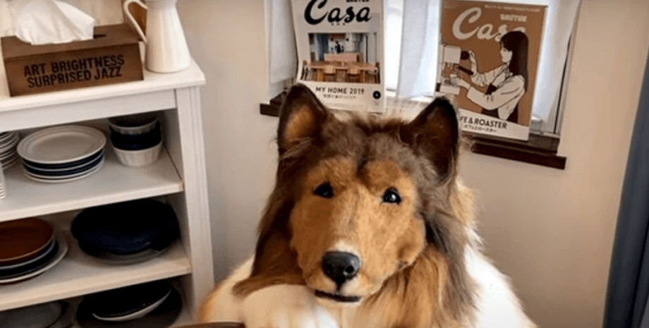 Костюм, костюм собаки, животное, собака, колли