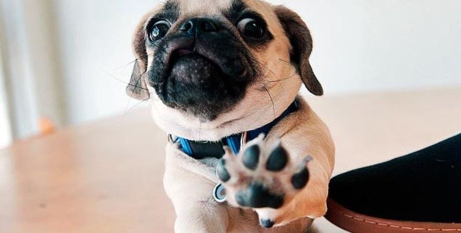 Смешная реакция собаки на малыша, видео стало очень популярным в социальных сетях, дети, смешные истории