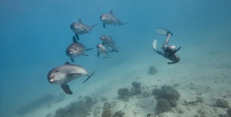 дельфины, дельфины и люди