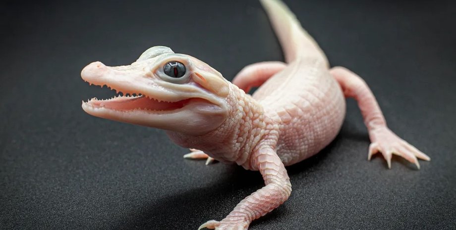 алігатор, самка алігатора, біла самка алігатора