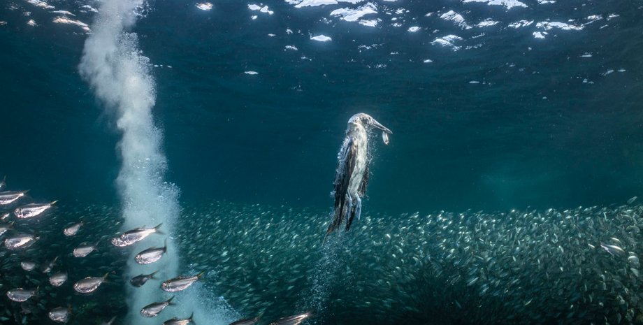 Морская птица охотится за сардинами