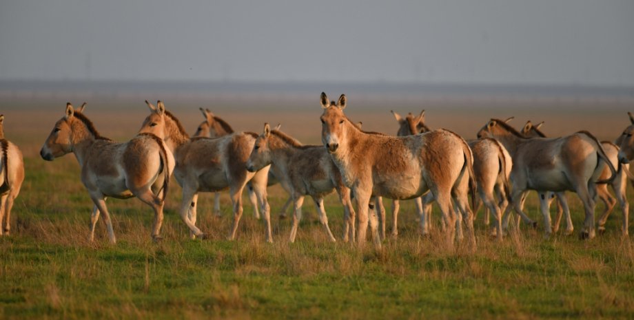 El pseudo -director fue retirado de la reserva a la Federación Rusa de Zebra Cha...