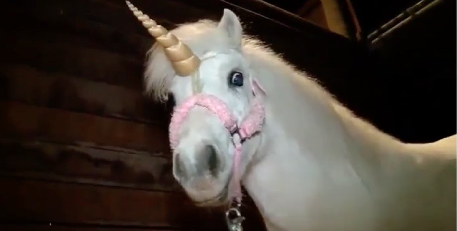 Калифорнийская пони-единорог / Скриншот с видео