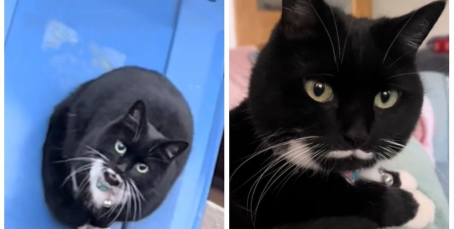 Жінка залишила кішку на ніч на вулиці кішка