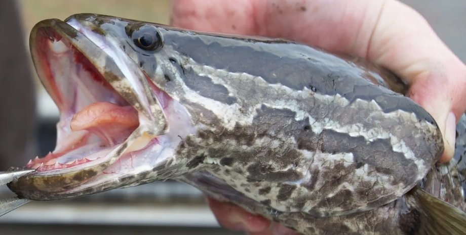 змееголов, северный змееголов, змееголов северный