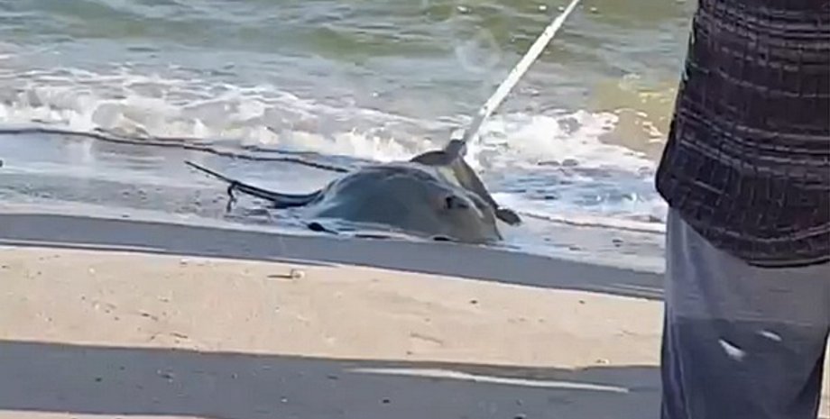 Скриншот: Telegram / Х_Оdessa